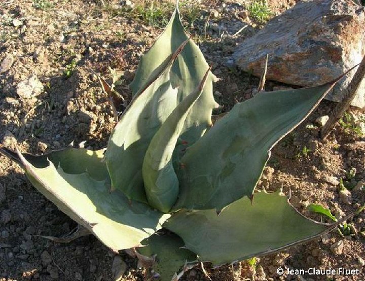 Agave gigantensis ©JCF